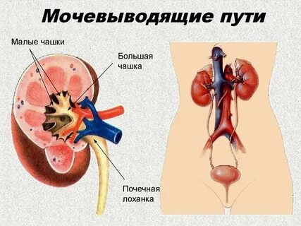 Выводящие пути женские названия