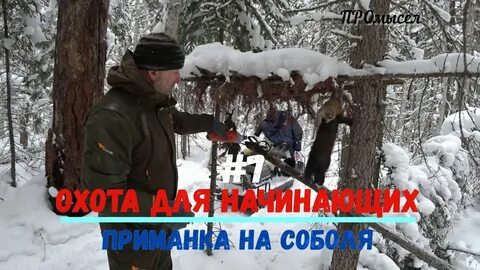 Приманка на соболя