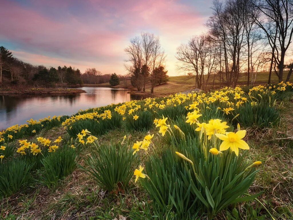 Нарциссы в апреле