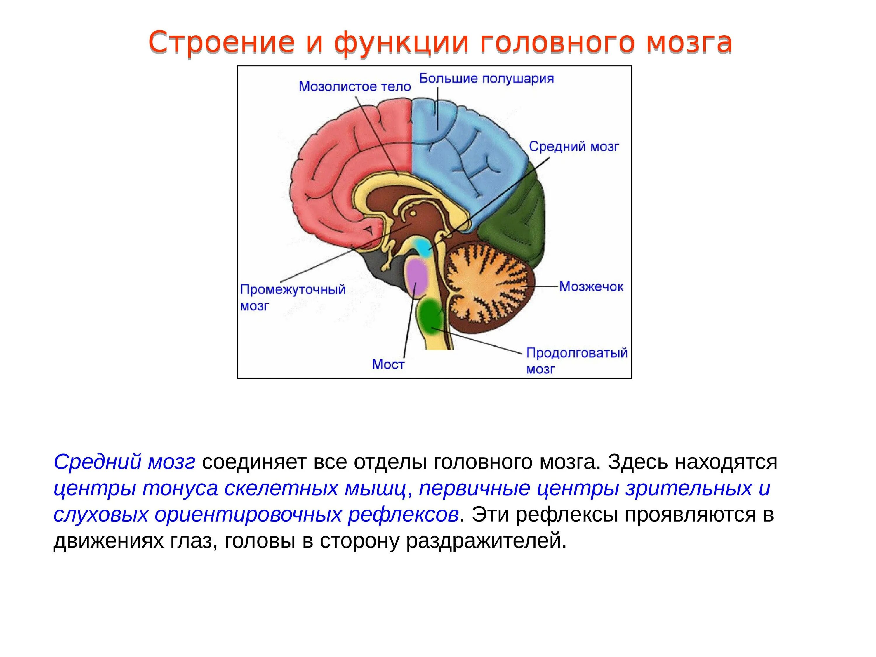 Отделы среднего мозга и их функции. Центры ориентировочных зрительных и слуховых рефлексов. Отделы среднего мозга анатомия. Отдел головного мозга средний мозг строение. Кашлевой рефлекс какой отдел мозга