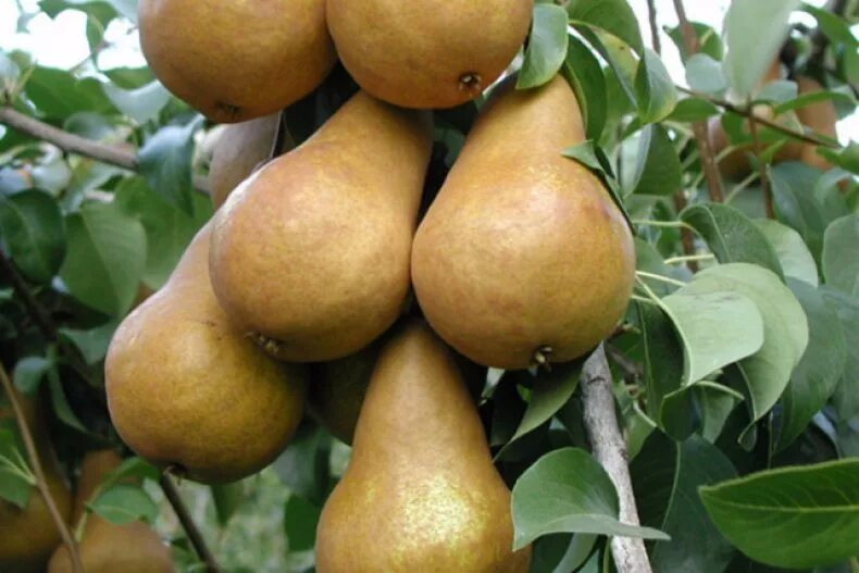 Груша бере боск. Груша бере боск. Груша бере дюшес. Груша бера харди. Груша голден боск.