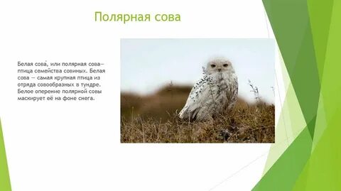 Полярная сова какая природная зона