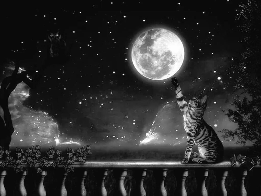 "Лунный кот". Кот ночью. Ночная кошка. Кот на Луне. Песня кошка ночь