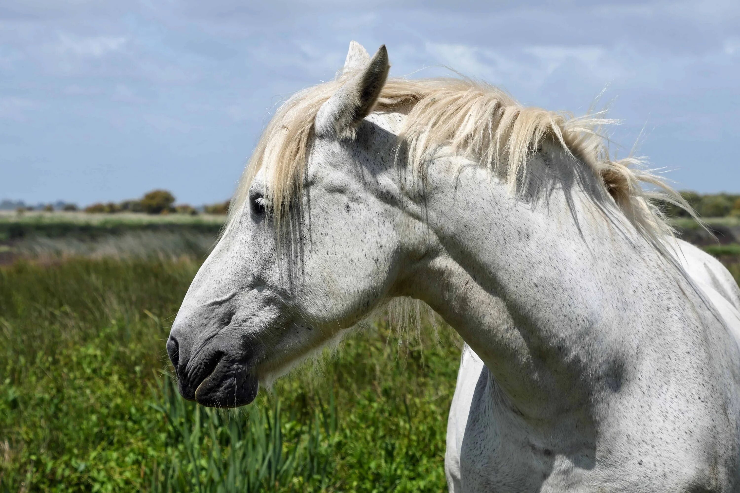 Called horse. Белая лошадь. Морда лошади. Морда белой лошади. Голова белой лошади.