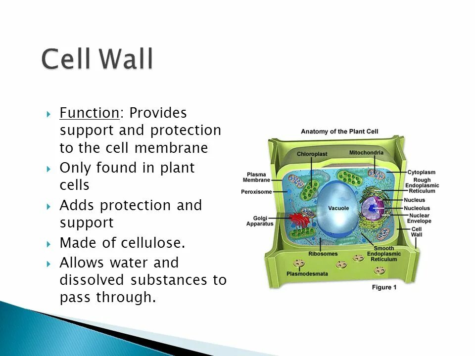 Cell membrane and Cell Wall in Plant Cell. Function of Cell Wall. Cell vacuole structure and functions. Plant Cell Wall.