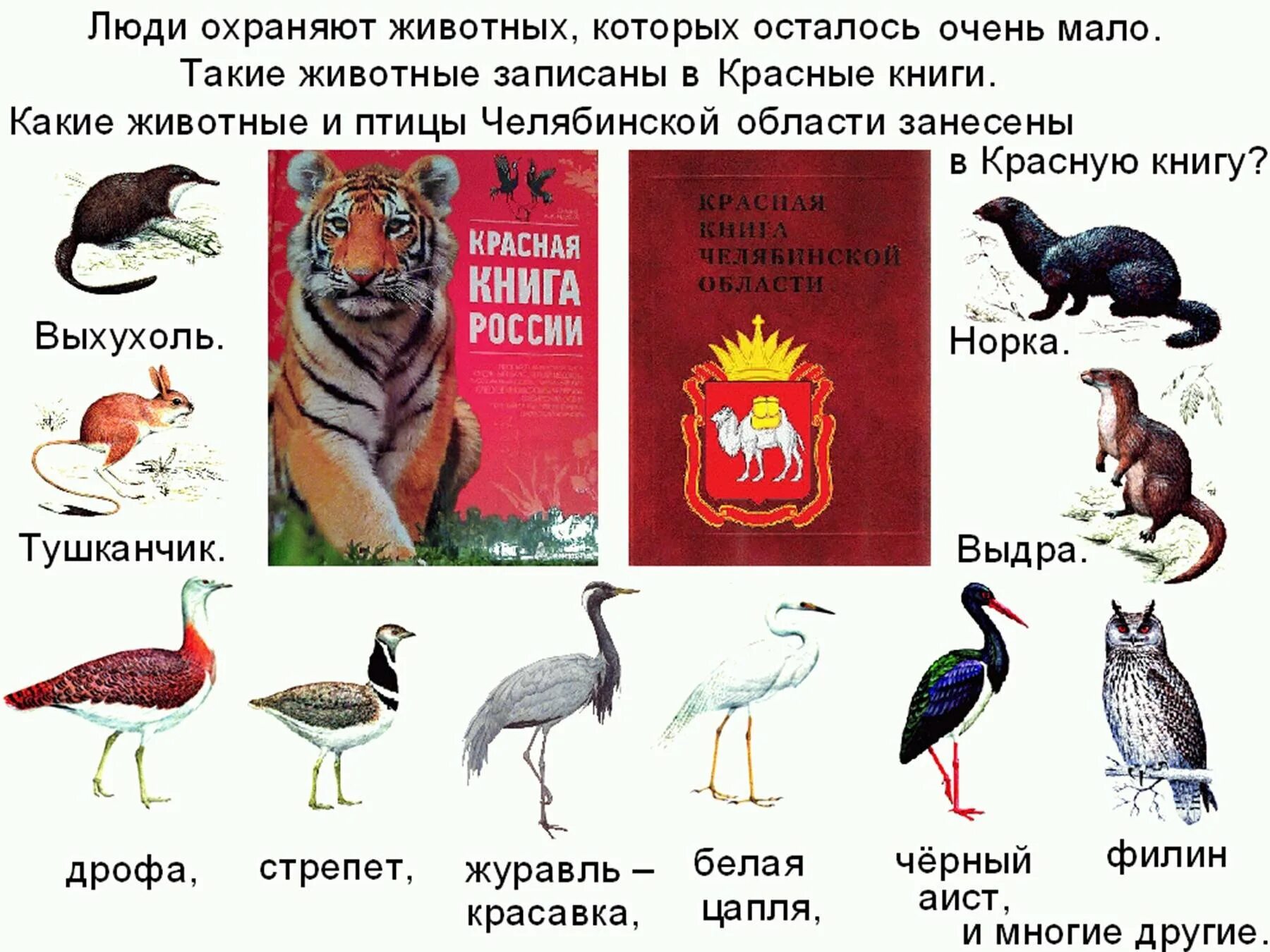 Она занесена в красную книгу. Какие животные занесены в красную книгу. Животные из России которые внесены в красную книгу. Красная книга России животные и растения список. Красная книга России книга животные и растения.