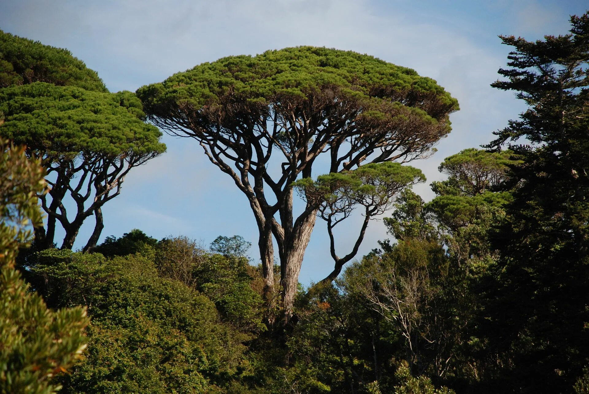 Средиземноморская сосна Пиния. Пиния (Pinus pinea). Сосна итальянская Пиния. Сосна Pinus pinea.