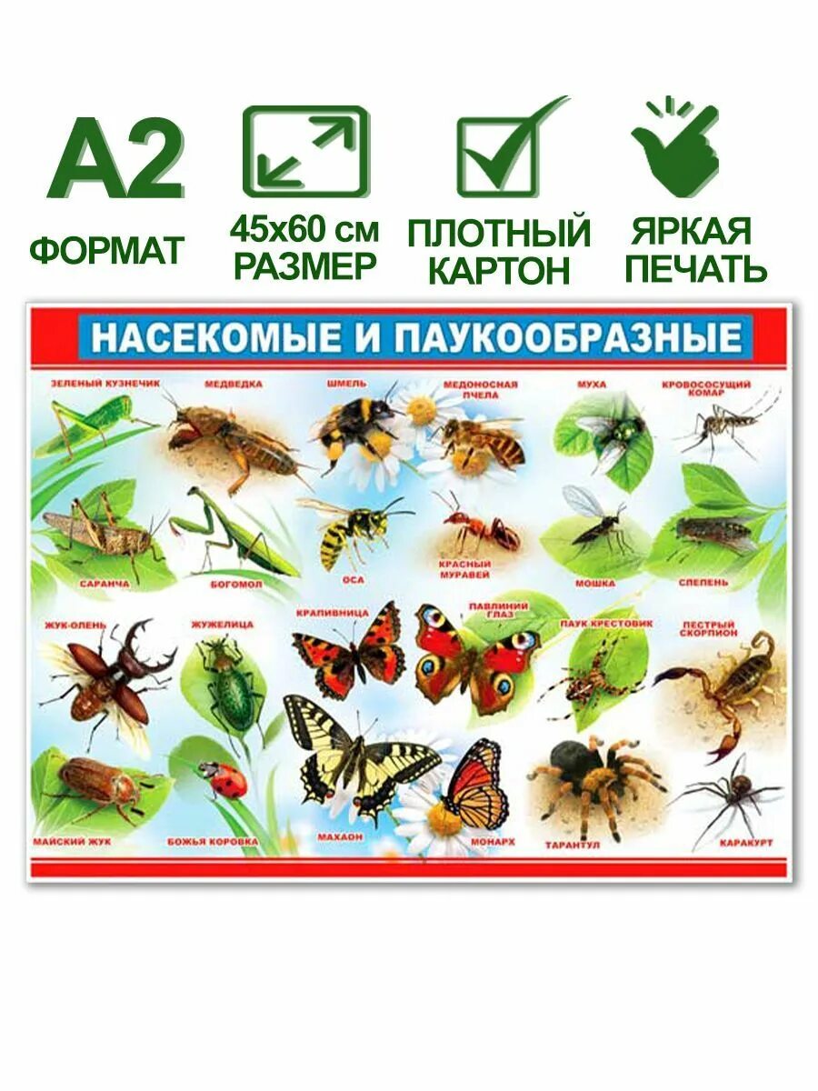 Цвета в названиях насекомых. Цвета в названиях насекомых