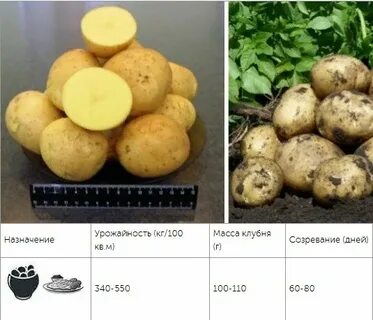 Род картофеля 6