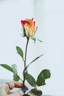 Срезанные цветы розы