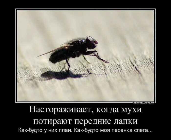 Миллионы мух не могут ошибаться. Муха прикол. муха демотиватор. прикол про муху. смешной анекдот про муху.