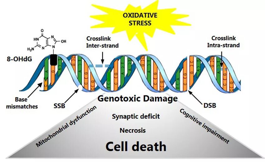 Оксидативный стресс клетки. Окислительного стресса повреждение ДНК. Окислительный стресс биохимия. Оксидативные повреждения ДНК.
