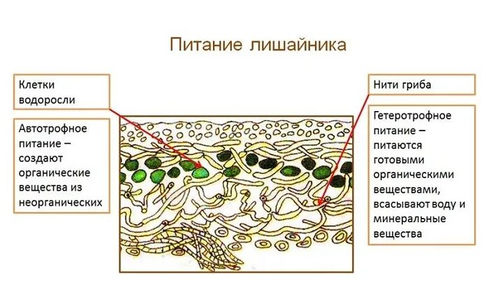 Лишайники строение питание. Схема лишайник гриб водоросль. Схема внутреннего строения лишайника 5 класс биология. Внутреннее строение и питание лишайника.