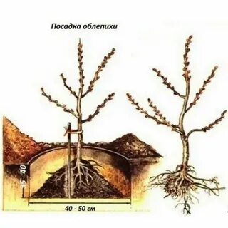 Как определить саженец