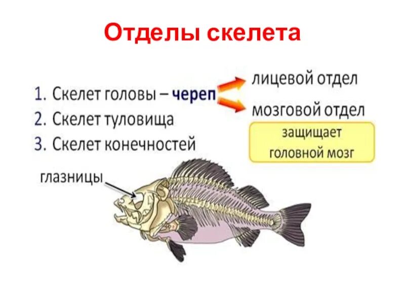 Внутренний скелет костной рыбы. Внутреннее строение рыбы скелет 7 класс биология. Отделы скелета рыб 7 класс биология. Строение скелета рыбы 7 класс биология. Таблица внутреннее строение рыб 7 класс биология.