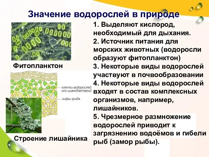 Значение одноклеточных водорослей в природе. Значение водорослей в природе. водоросли их разнообразие. водоросли их разнообразие и значение. водоросли их многообразие в природе.