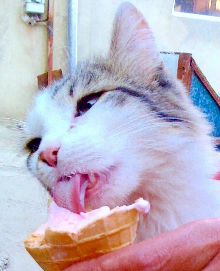 Коты мороженщик. Кот ест мороженое. Котик ест. Кот с мороженым. Кошачье мороженое.