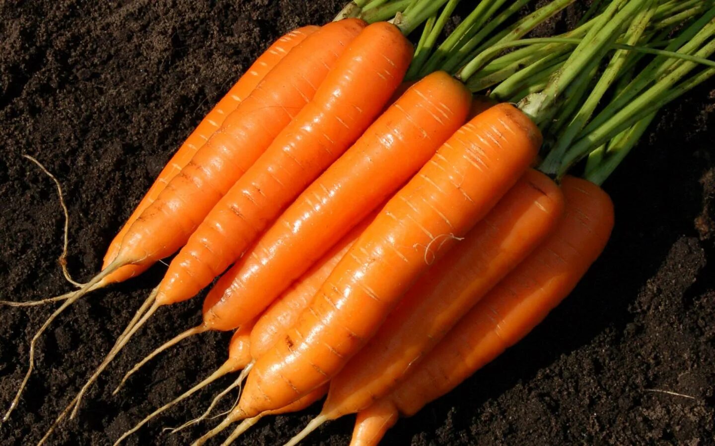 Морковь московская зимняя а 515 описание. Морковь зимняя. Морковь московская зимняя а515 1+1 (4г). Морковь зимняя. Морковь (драже) бейби f1.