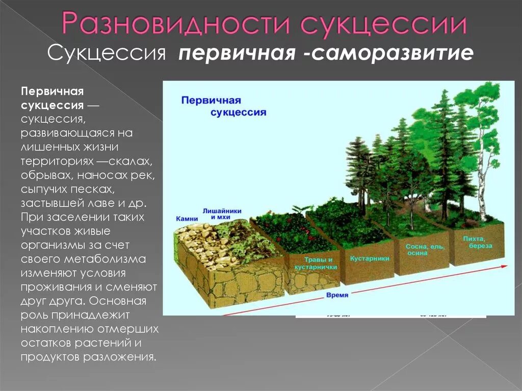 Установите последовательность смены биогеоценозов. Развитие экосистем: сукцессии, этапы сукцессии.. Последовательность этапов первичной сукцессии. Вторичная экологическая сукцессия. Экологическая сукцессия первичная и вторичная.