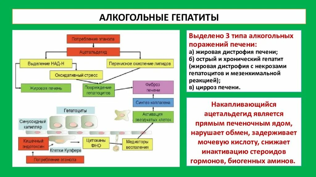 Лечение алкогольного цирроза печени. Хронический алкогольный гепатит патогенез. Патогенез алкогольного гепатита. Алкогольный гепатит: патогенез схема. Патогенез алкогольной болезни печени.