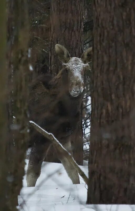 оленья ферма полевской. лось миша биостанция. увидели лося. увидели лося. увидели лося.
