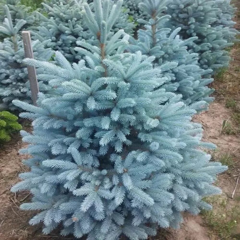 Ель колючая blue. Ель колючая glauca Kaibab. Ель колючая Глаука Маджестик. Ель голубая Маджестик Блю. Ель голубая Глаука Маджестик.