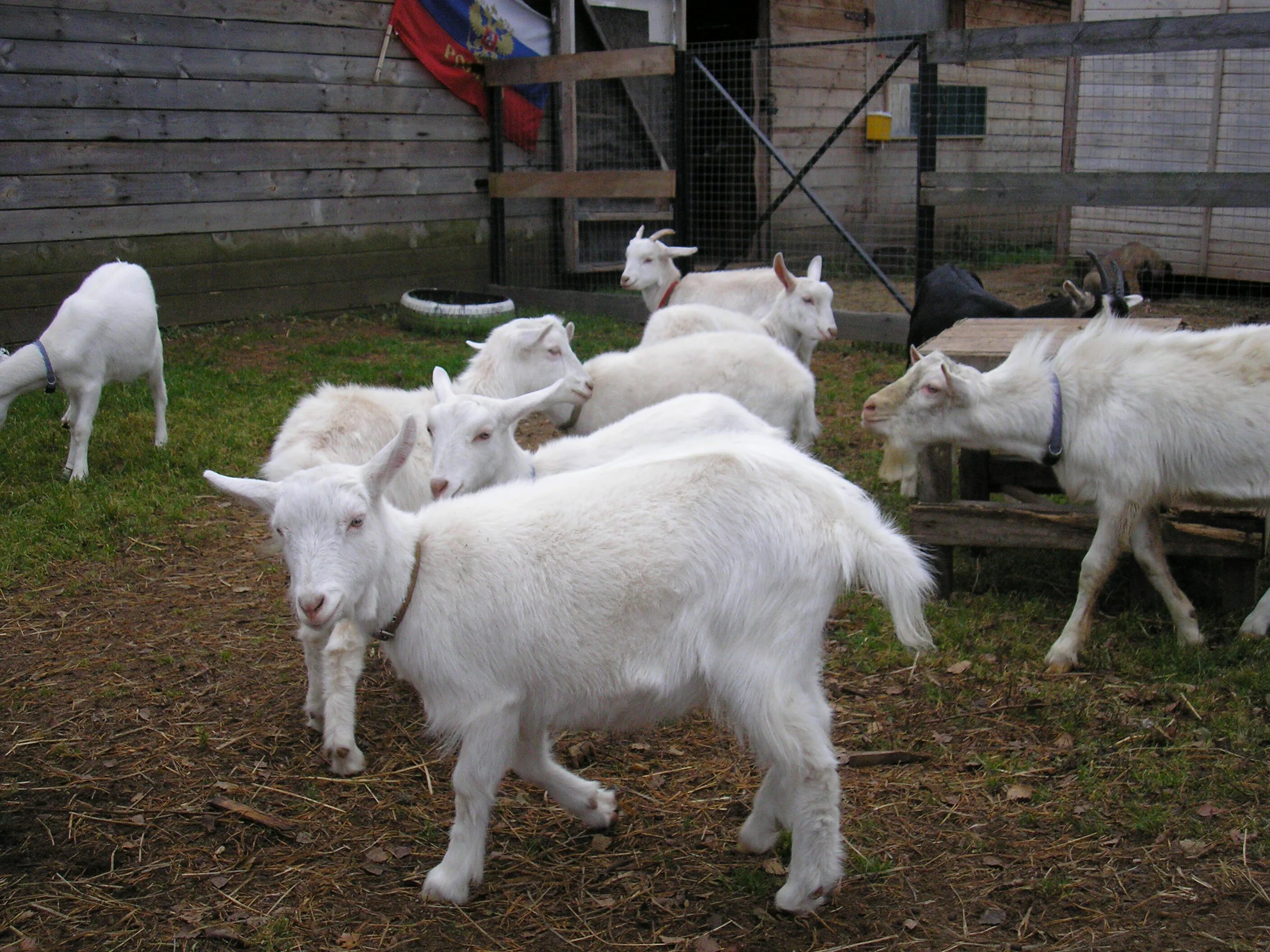 Породы дойных коз. Зааненская коза. Зааненская порода. Заа́ненская порода коз. Молочная коза порода зааненская.