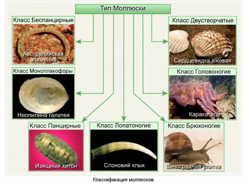 Тип моллюски классификация. Моллюски биология 7 класс. Тип моллюски 7 класс биология. Строение панцирных моллюсков. Класс двустворчатые и головоногие