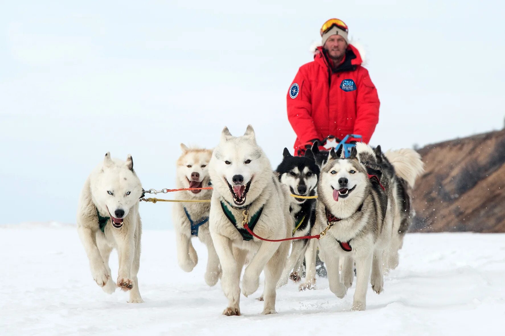 ездовые собаки. байкал хаски в упряжке. на каких собаках ездят. северная ездовая хаски. эвенки каюры.