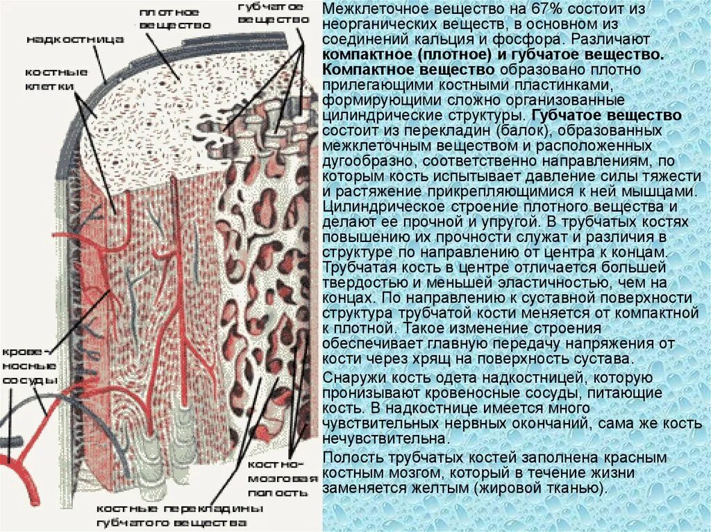 Межклеточное вещество находится. Межклеточное вещество состоит. Состав межклеточного вещества. Межклеточное вещество кости. Плотное компактное вещество.