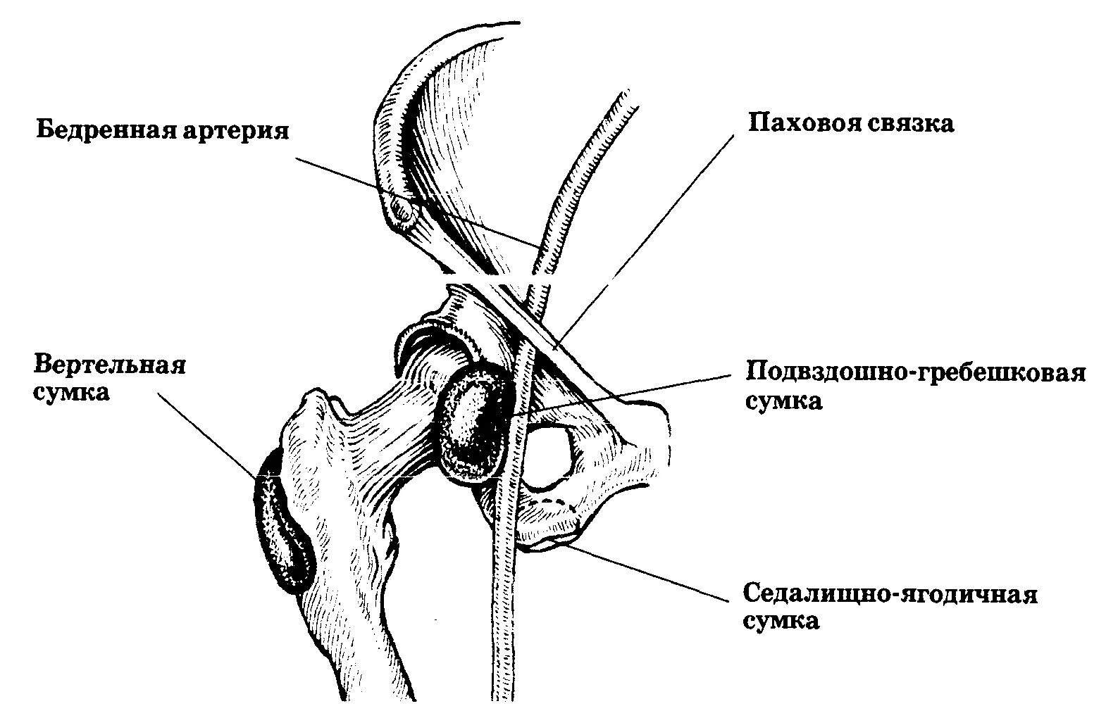 Вертельная синовиальная сумка большой ягодичной мышцы. Тазобедренный сустав схема анатомия. Вертельная сумка тазобедренного сустава. Связки тазобедренного сустава топографическая анатомия. Правый бедренный сустав