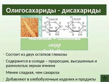 Углеводы урок 10 класс биология презентация