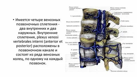 Позвоночная вена