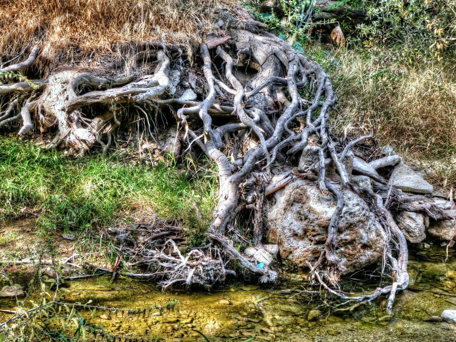 Above root