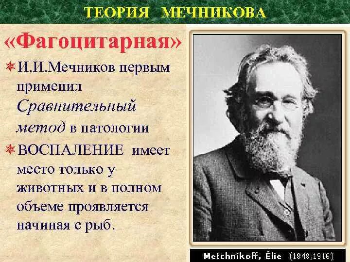 Концепция общества л и мечникова относится к. Мечников фагоцитарная теория. теория мечникова. фагоцитарная теория мечникова. фагоцитарная теория мечникова кратко.