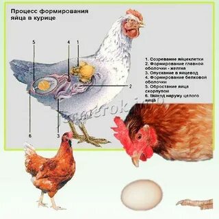 Во сколько месяцев начинают нестись