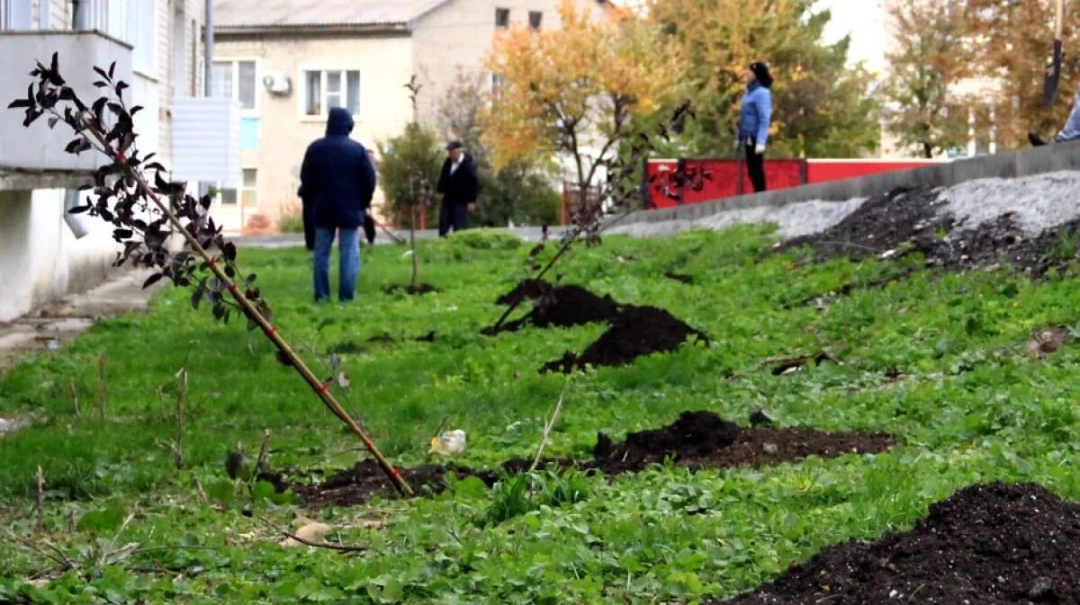 Посадка тополей осенью для детей. Почему сажают тополя в городах. Тополь какой сажают в городе.