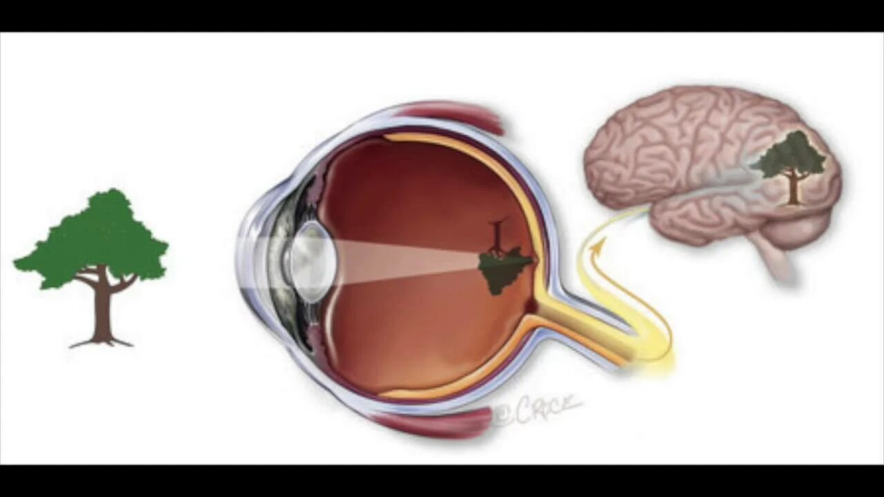 Как видеть мозгом. Зрительное восприятие мозг. Мозг и глаза восприятие. Зрение и мозг. Восприятие изображения глазом.