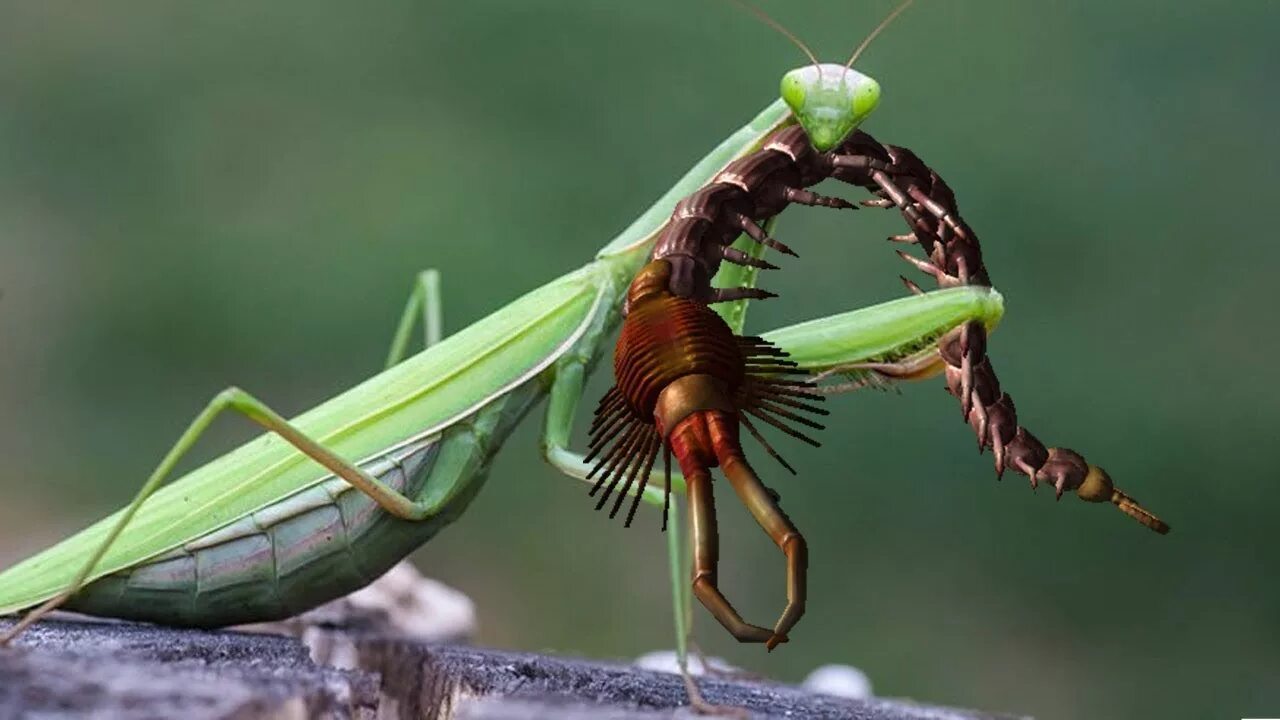 Питание богомолов. Жук богомол. Богомол обыкновенный (Mantis religiosa). Отряд Богомоловые (Mantoptera). Самка богомола насекомое.