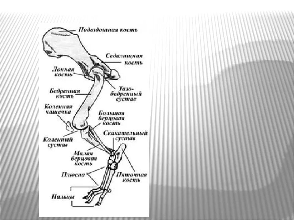Скелет конечностей собаки. Анатомия собаки скелет передней конечности. Кости пояса задних конечностей у млекопитающих. Скелет тазовой конечности собаки. Пояс задних конечностей млекопитающих строение.