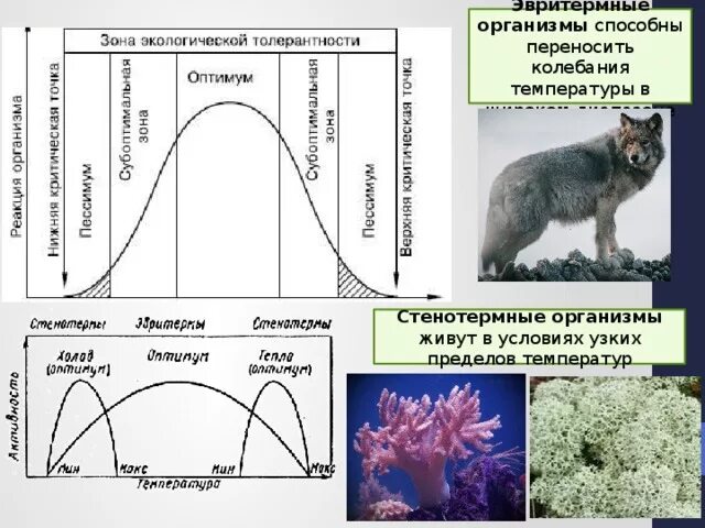 Закон оптимума биология. Эвритермные и стенотермные организмы. Влияние температуры на организм. Влияние экологических факторов на организмы схема. Экологические факторы график.