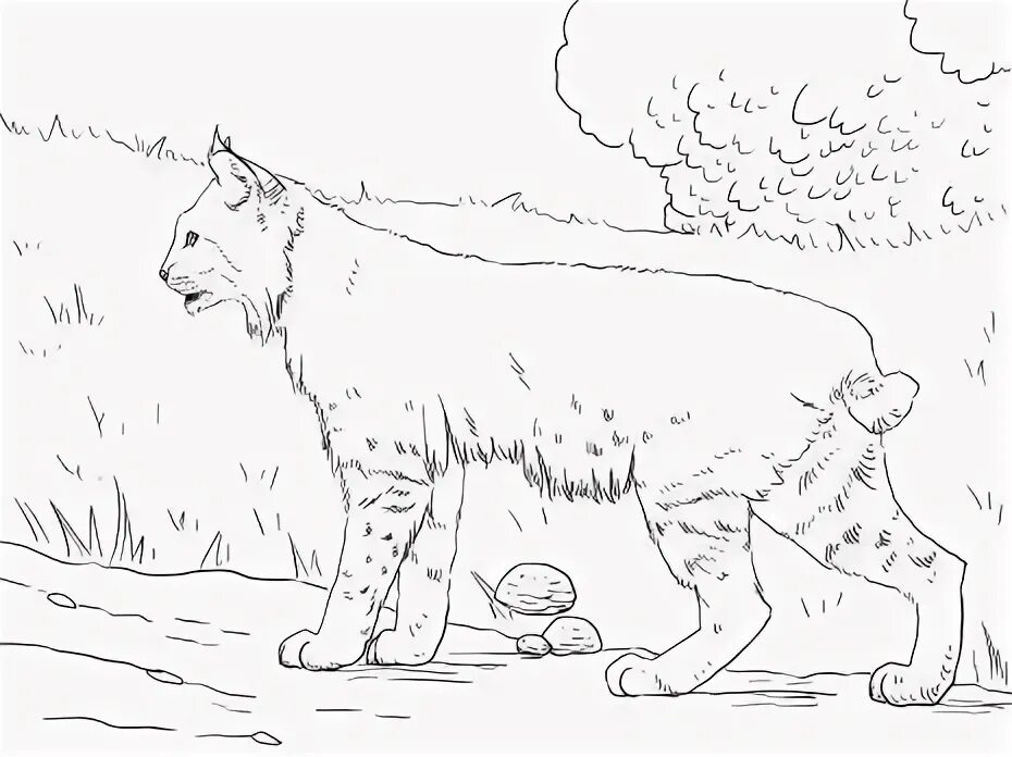 Рысь раскраска для детей распечатать Realistic Bobcat Coloring page Farm animal coloring pages, Coloring pages, Lion