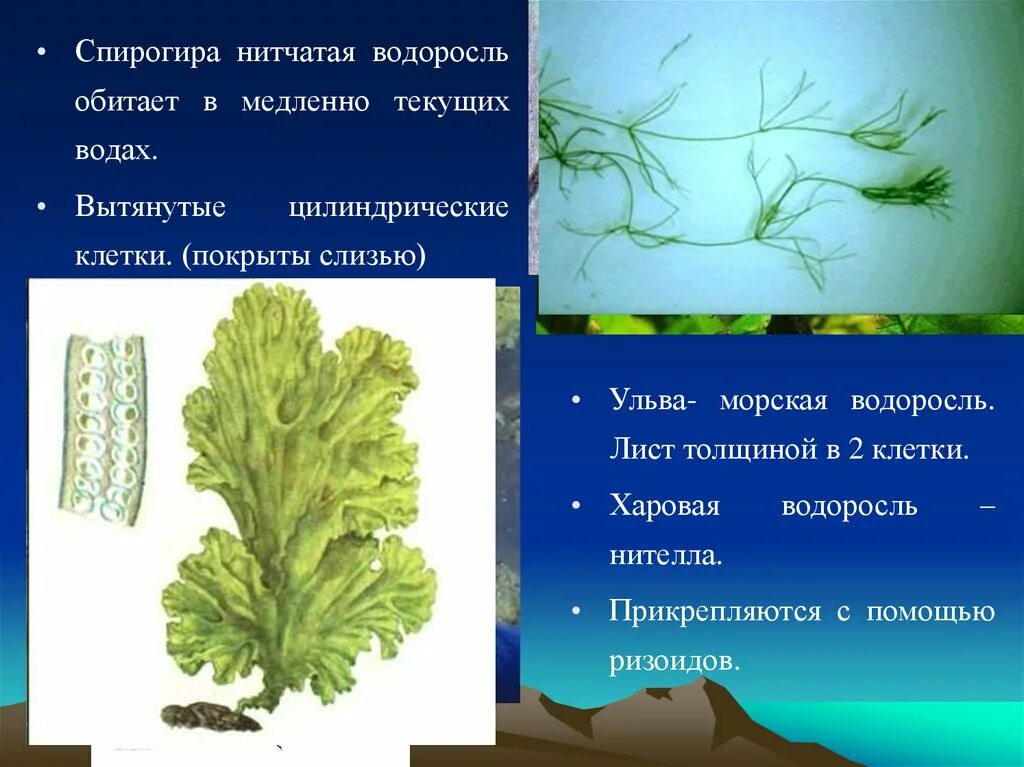 Водоросли являются организмами имеют. Ульва и нителла. Харовой водоросли спирогиры. Нитчатая водоросль спирогира. Харовые водоросли Ульва.