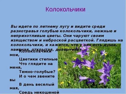 Колокольчики мои анализ