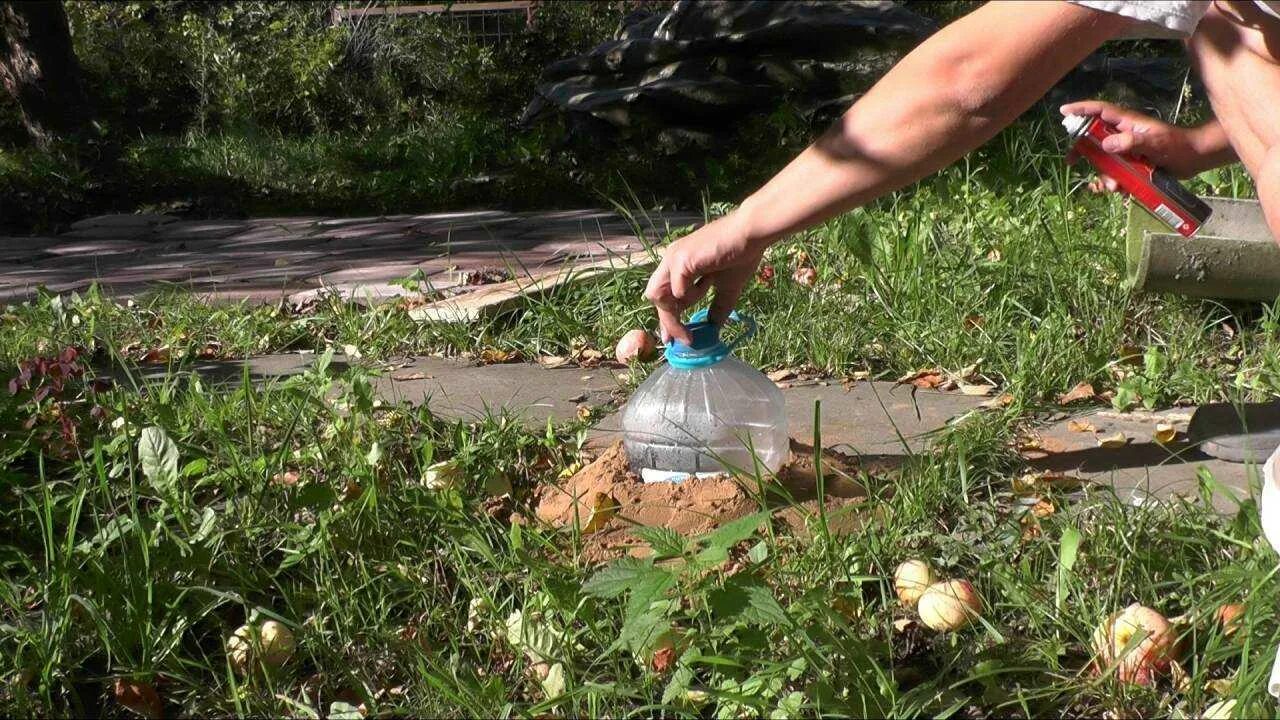 Как избавиться от ос на участке навсегда