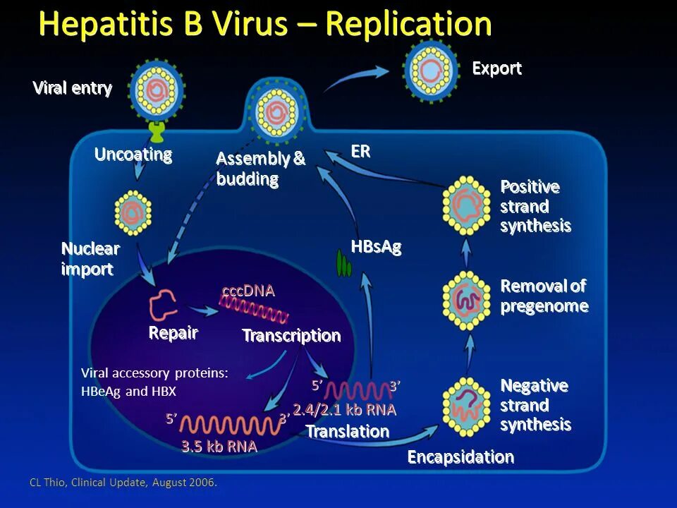 Антиген hepatitis. HBV вирус. Hepatitis b virus. Hepatitis b вирус. Hepatitis b virus Replication.