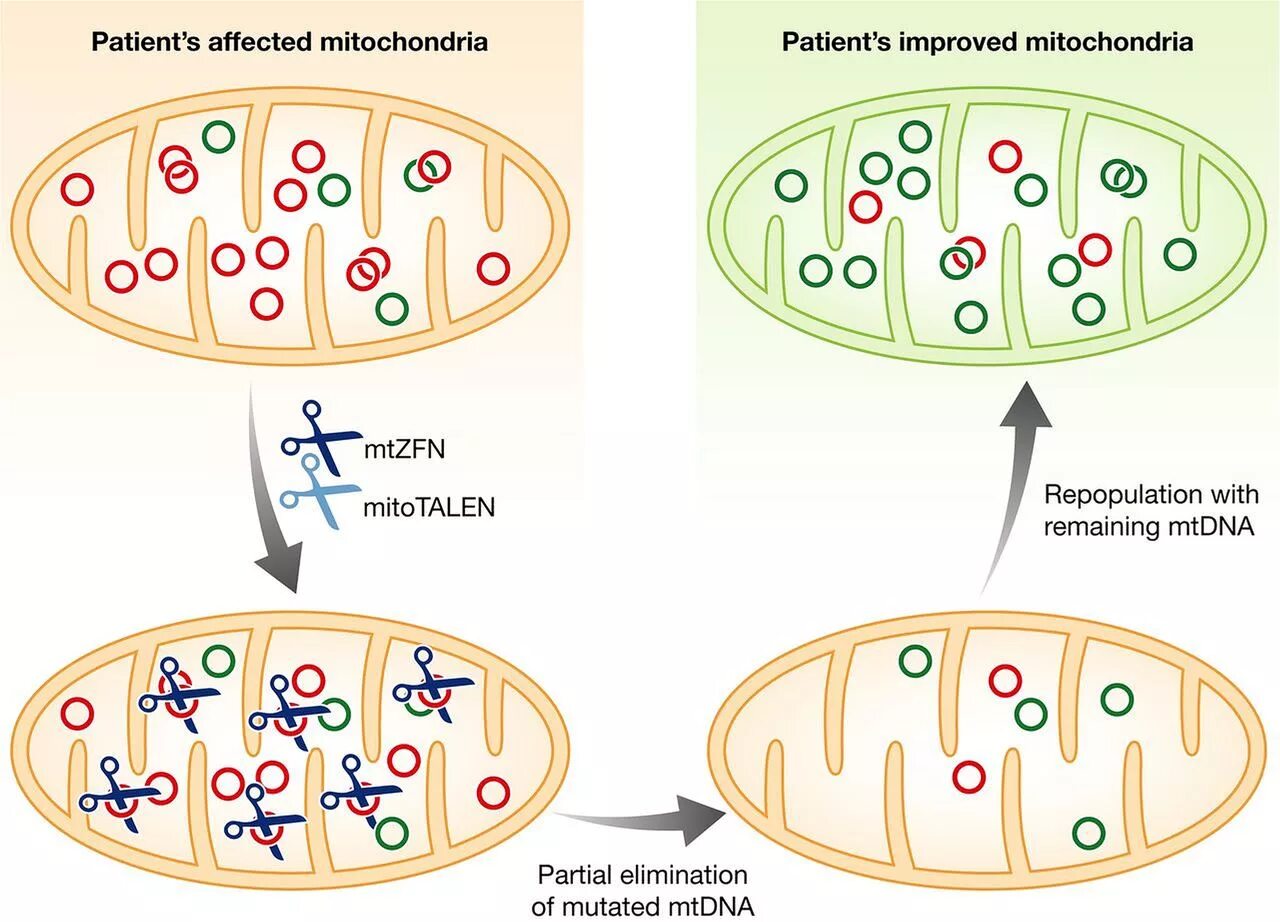 Биогенез митохондрий. Молекулярный механизм биогенеза митохондрий. Нуклеазы Talen. Митохондриальная ДНК картинки. Пересадка митохондрий