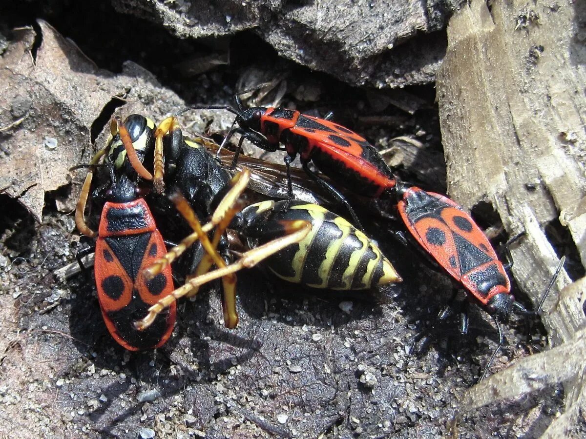 Насекомые солдатики фото. Клоп-солдатик – Pyrrhocoris apterus. Жук пожарник клоп солдатик. Жук красноклоп солдатик. Жук клоп солдатик.