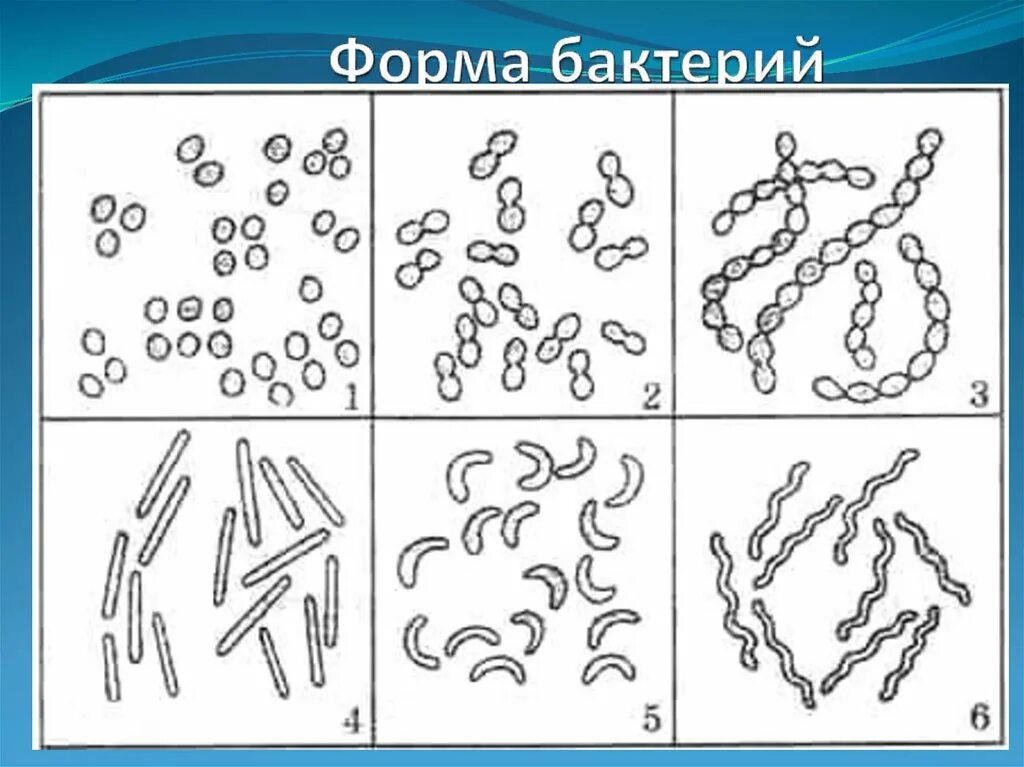 S форма бактерий. Форма бактерии бациллы рисунок. Формы бактерий 5 класс биология. Формы бактериальных клеток 5 класс биология. Формы клеток бактерий 5 класс биология.