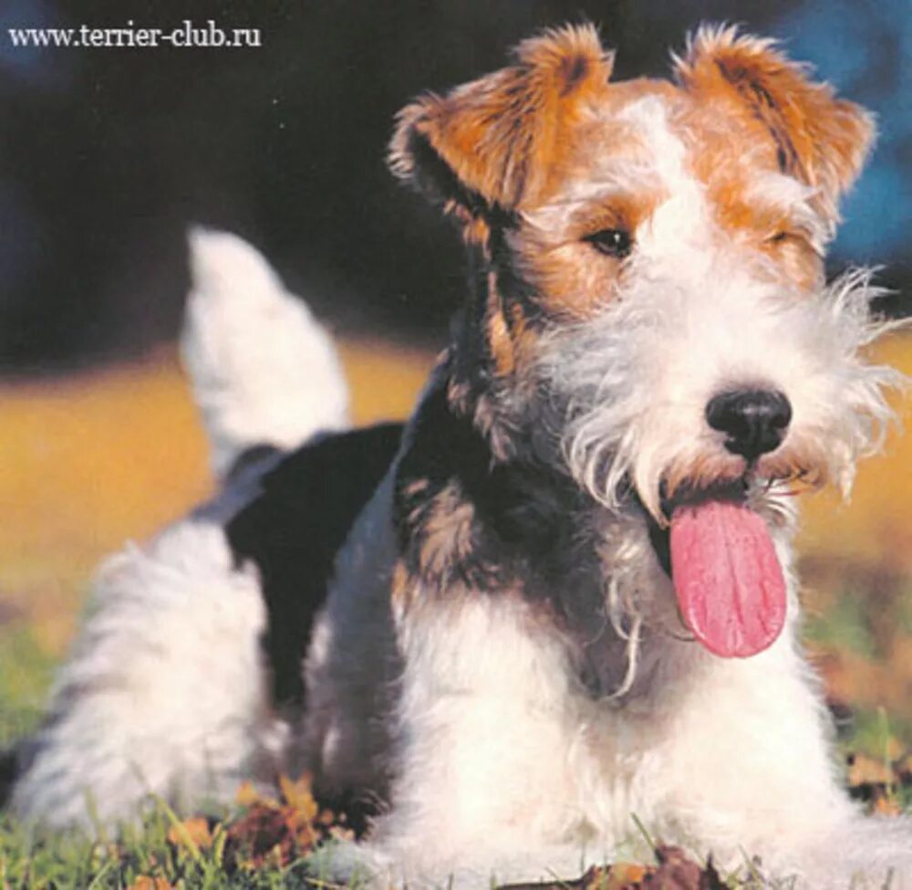 Жесткошерстные фокс терьер. Клуб терьер. Клуб терьер. Спортинг лукас терьер. Скотч терьер робсон.